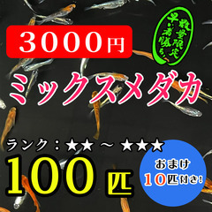 《 早い者勝ち!  》メダカミックス 100匹 + 10匹おまけ...
