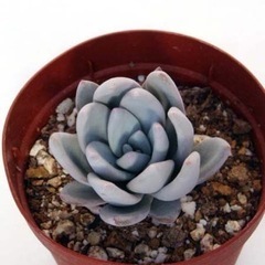 多肉植物 霜の朝(しものあした) 葉挿し用の葉 