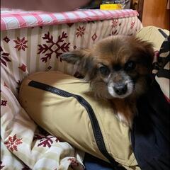 緊急募集 里親募集致します。