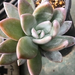 多肉植物 霜の朝(しものあした) 葉挿し用の葉 の画像