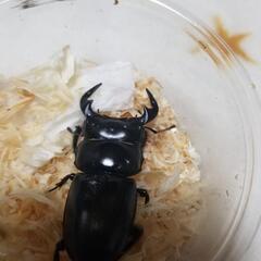 夏到来！　アンタエウスオオクワガタ　ペア