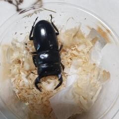 夏到来！　アンタエウスオオクワガタ　ペアの画像