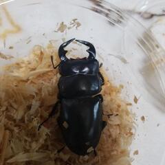 夏到来！　アンタエウスオオクワガタ　ペアの画像