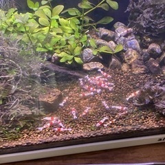 レッドビーシュリンプ③