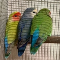 コザクラインコ、オカメインコ、セキセイインコ、鶏、天草大王雛