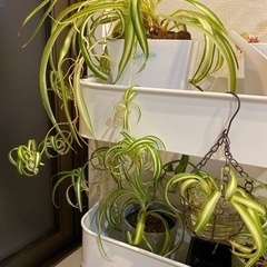 オリヅルラン   小株