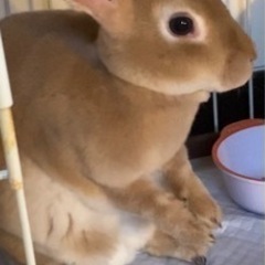 ウサギの里親募集中