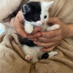白黒　牛柄子猫　生後1ヶ月半
