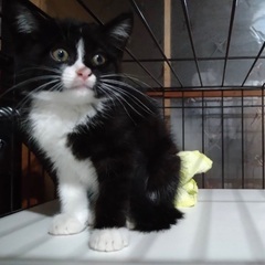 ハチワレちゃん子猫の里親募集！