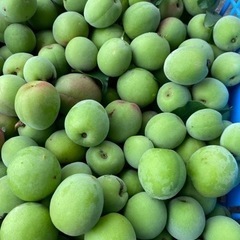 南高梅　無人販売　詳細必読です。の画像