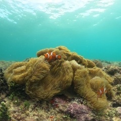 宮古島でシュノーケルや素潜りしながら綺麗な海の動画を一緒に撮りませんか？ - 宮古島市