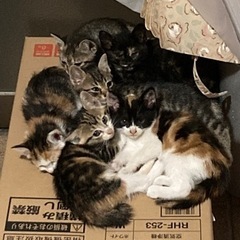 仔猫4匹の里親を探しています。