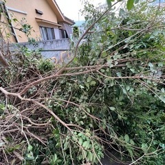 薪　薪木　丸太　材木　伐採木の画像