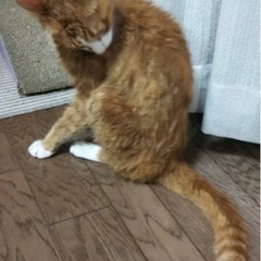 迷子猫探してください - 助け合い