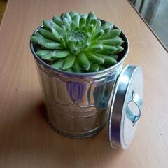多肉植物　センペルビウム