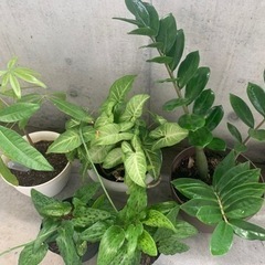 取引中　観葉植物　まとめ売り