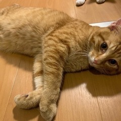 茶トラ男の子の里親さん募集してます！