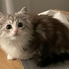 マンチカン子猫の画像