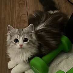 マンチカン子猫 - 仙台市