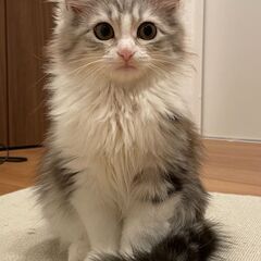 マンチカン子猫 - 猫