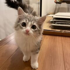 マンチカン子猫 − 宮城県