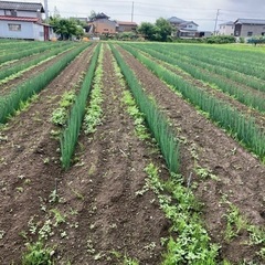 【急募】ネギ畑の草取り　即日手渡し