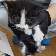 ６匹の子猫ちゃんの新しい家族を探しています。【ハチワレ編】２匹に...