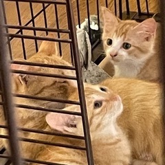お問い合わせされた方ありがとうございました。🐈‍⬛