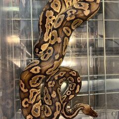 ボールパイソン　パステルマホガニー　CB - 大田区