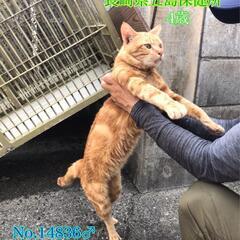 譲渡が決まりました　ありがとうございました✾