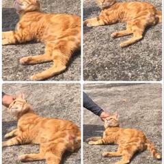譲渡が決まりました　ありがとうございました✾ - 猫