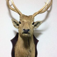 ハンティングトロフィー鹿