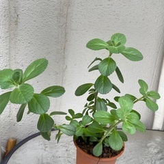 奇跡の薬草・ボルトジンユ鉢植
