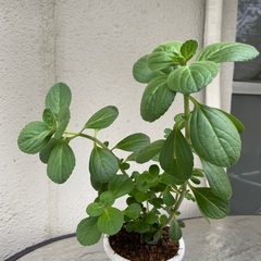 奇跡の薬草・ボルトジンユ鉢植の画像