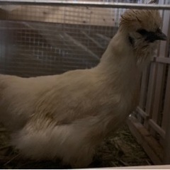 東京烏骨鶏　5羽飼える方
