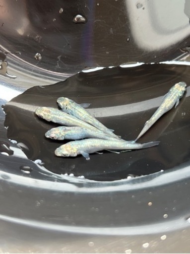 ホログラム稚魚10匹