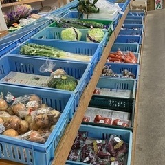 初心者向けメダカも販売の画像