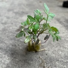 中玉トマトチビ苗