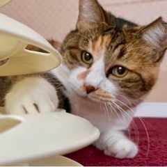 推定5歳の　ふわふわ三毛猫テテちゃん