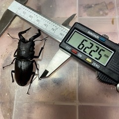 終了しましたありがとうございまさた。採れたてノコギリクワガタ3ペアの画像