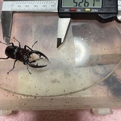 終了しましたありがとうございまさた。採れたてノコギリクワガタ3ペアの画像