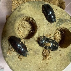 終了しましたありがとうございまさた。採れたてノコギリクワガタ3ペアの画像