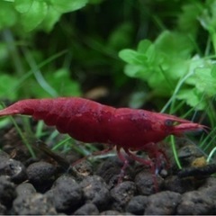 極火エビ　12匹の画像