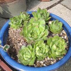 多肉植物①