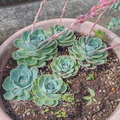 多肉植物③