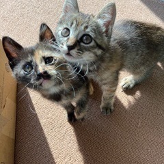 4月25日生まれ！野良猫が出産して保護してます！