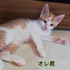 とっても愛くるしいみ〜んな同じ毛色の兄妹ニャンコたち❗️
