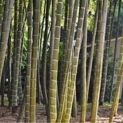 助けてください>_< 家の周りの竹伐採作業