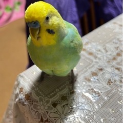 セキセイインコ　探しています