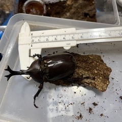 カブトムシペア